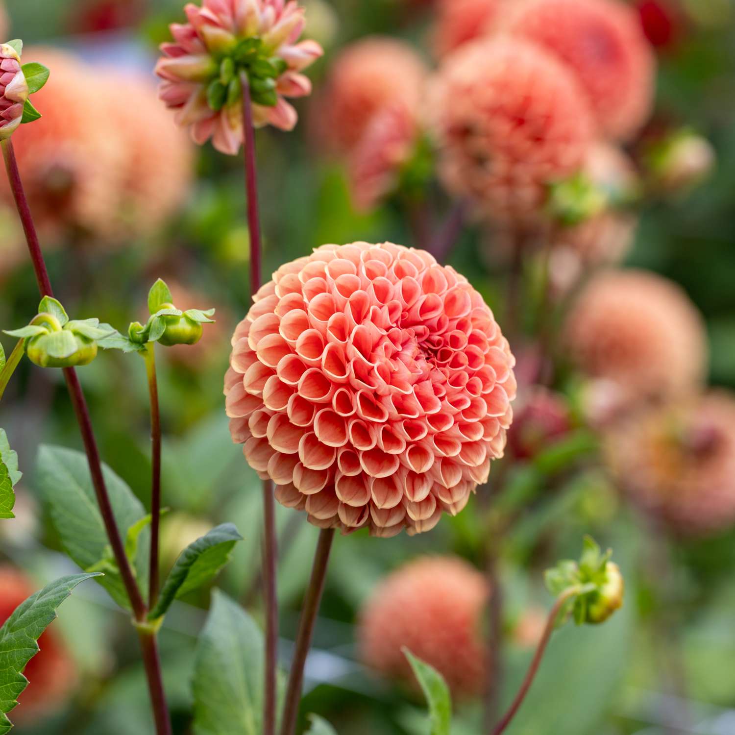 Daalia 'Cornel Brons'